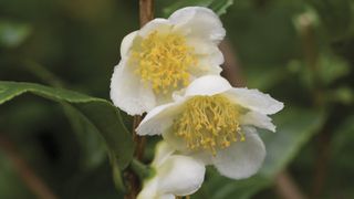 A Camellia sinensis, or tea plant, flower.