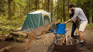 couple feeding deer while standing by fire pit in forest
