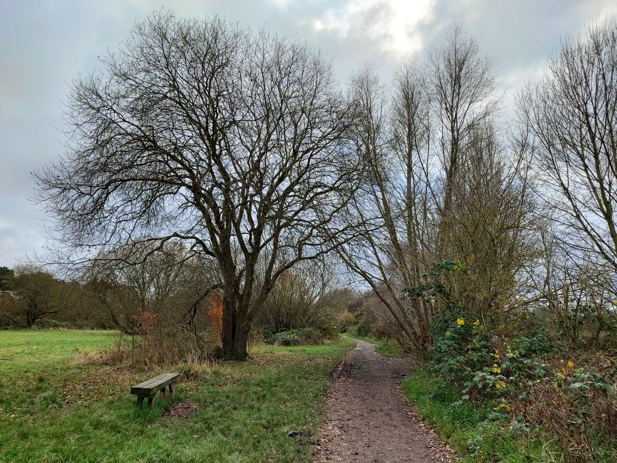 The only complaints here are less pixel-level detail integrity than a true top-end camera, and very slight purple fringing in the tree branches.