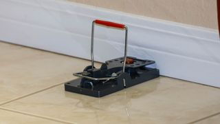 A snap trap rat trap on a floor against a base board
