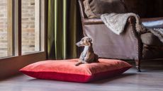 A small Italian greyhound dog on a large red pillow-style dog bed. Next to a brown leather armchair.