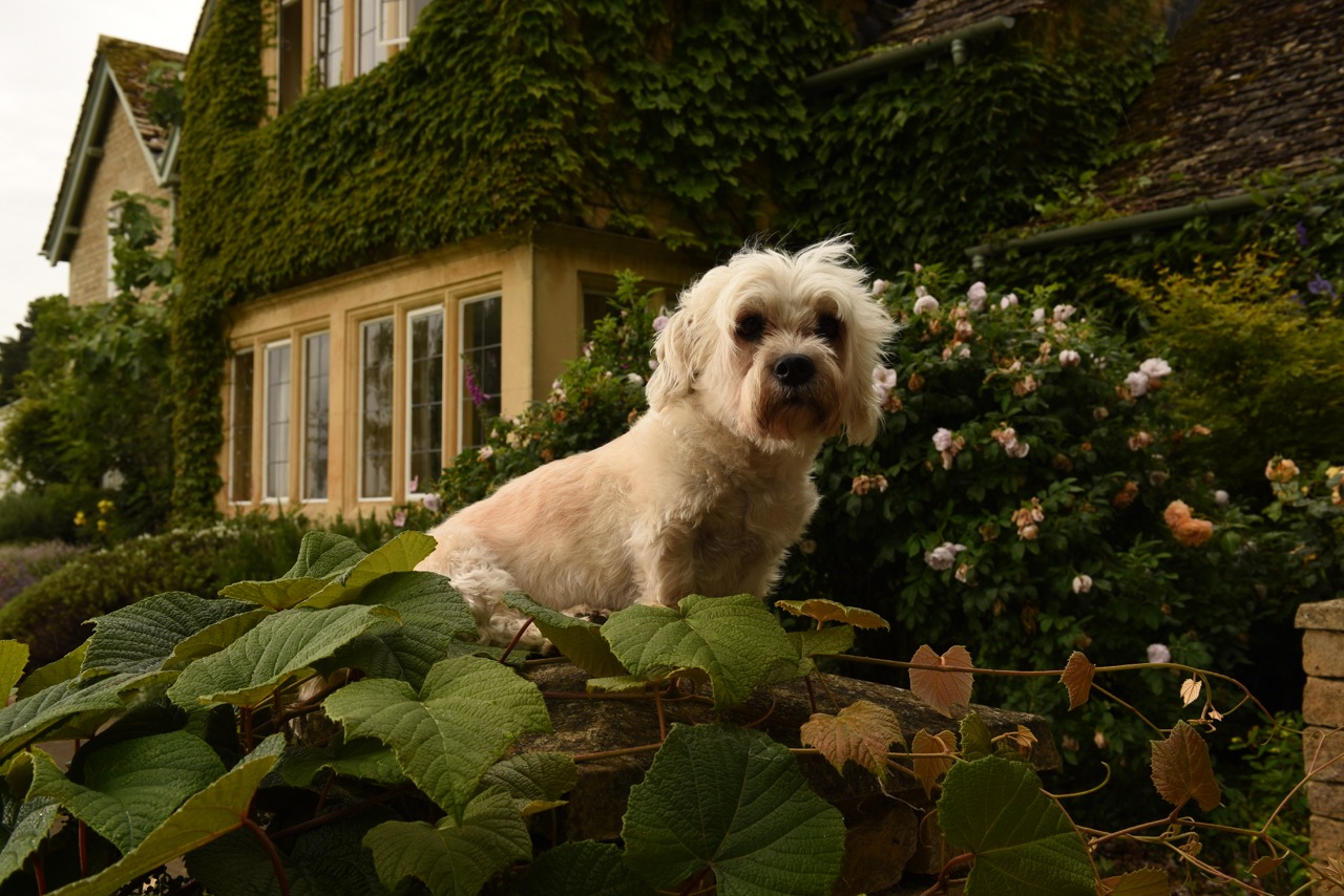 A Dandie Dinmont Terrier standing on a stone wall in front of an ivy-covered country house with blooming roses in the garden