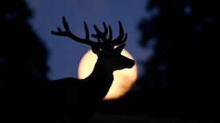 buck moon shines behind a buck deer silhouette. 