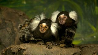 Most unusual pets - two Marmoset Monkeys
