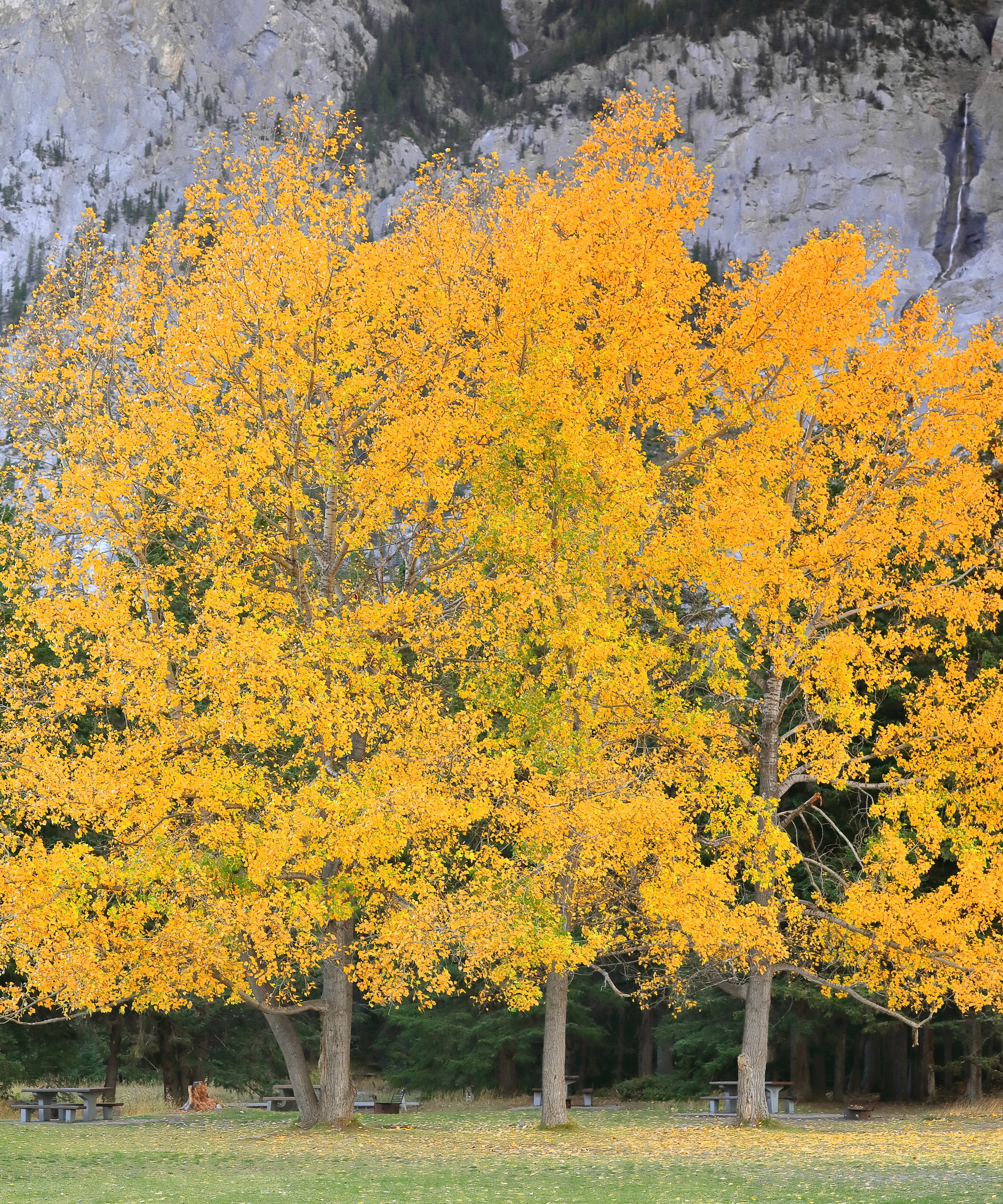 A group of three balsam poplar leaves with yellow fall foliage