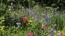 A flower border filled with cottage garden flowers including bellflower and roses