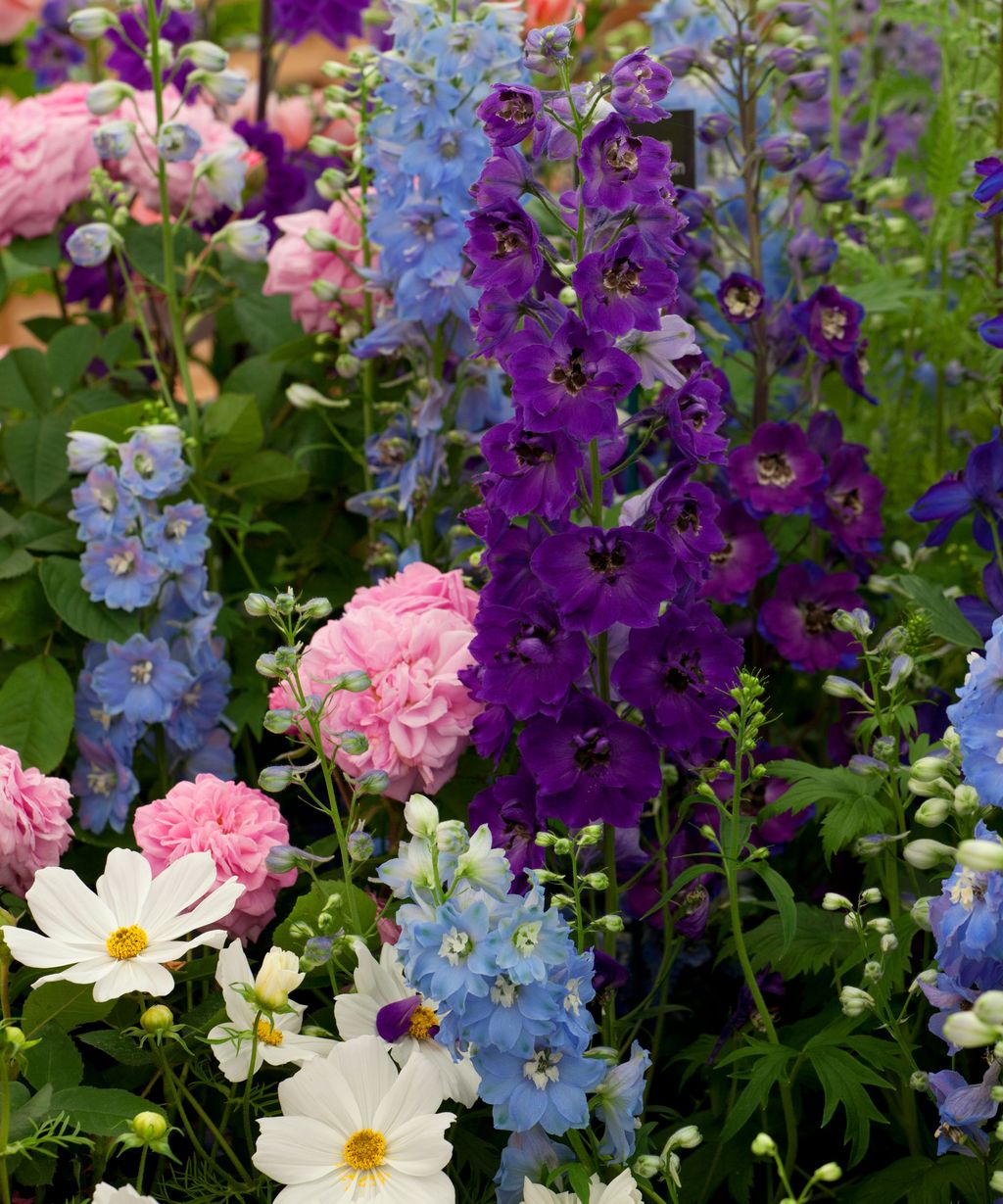 How To Grow Delphiniums From Seed Homes And Gardens