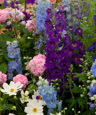 delphiniums planted in a mixed border with roses and dahlias