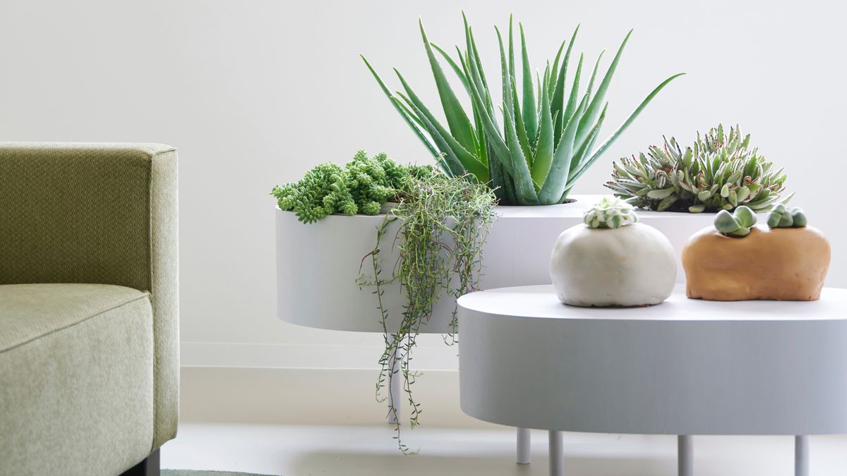 Comment propager des plantes succulentes 