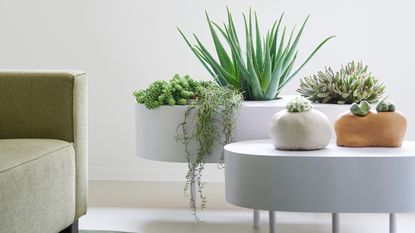 succulents planted in a coffee table