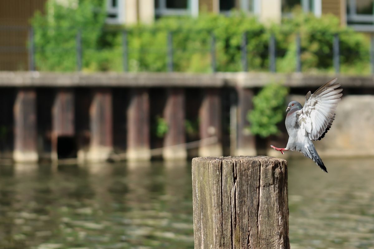 A photo of a bird taken on a Canon EOS R6 Mark III