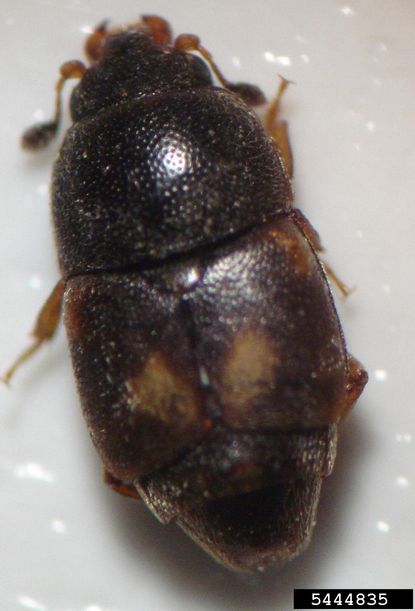 Close Up Of Dried Fruit Beetle