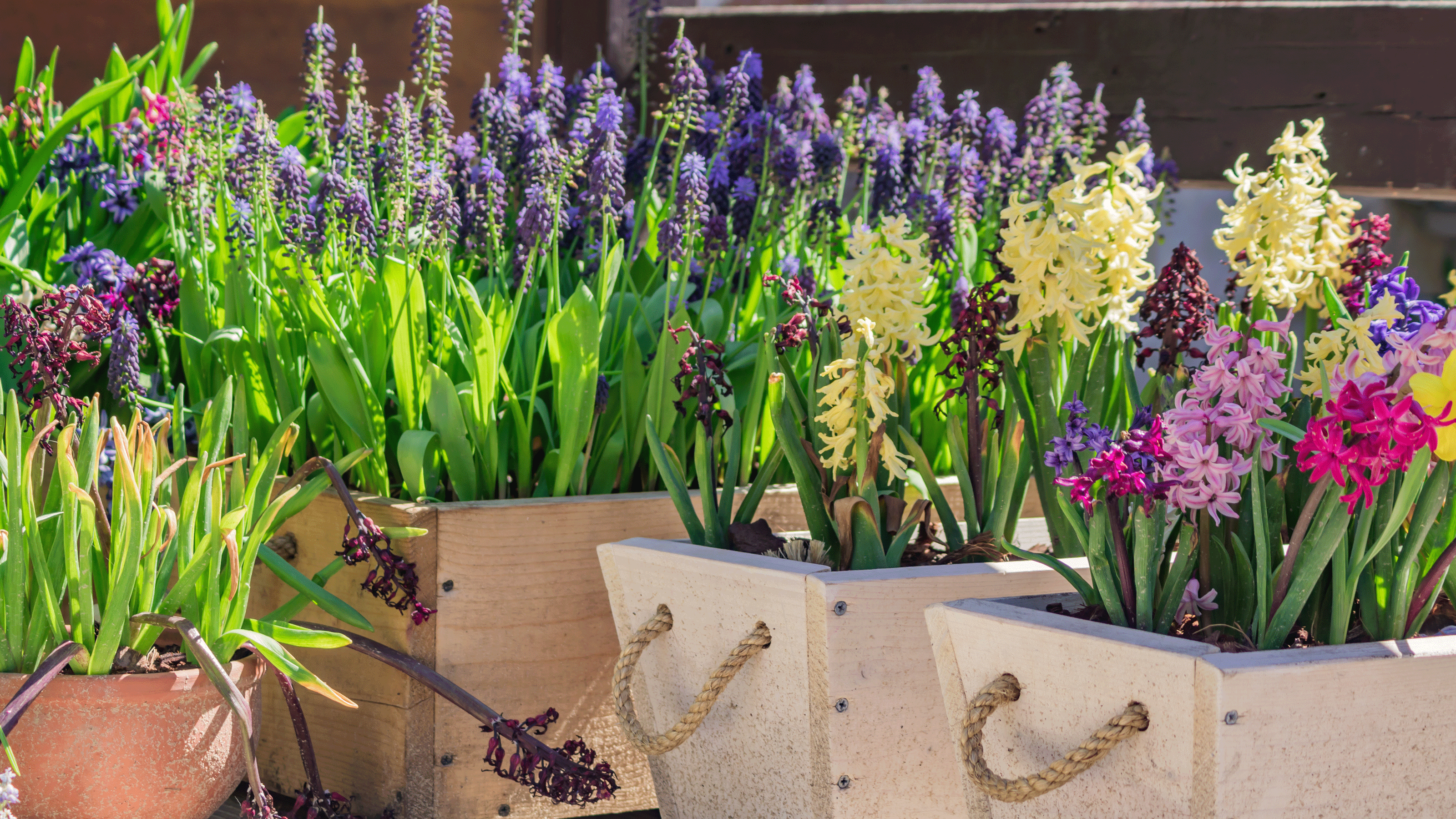 Hyacinths in vase