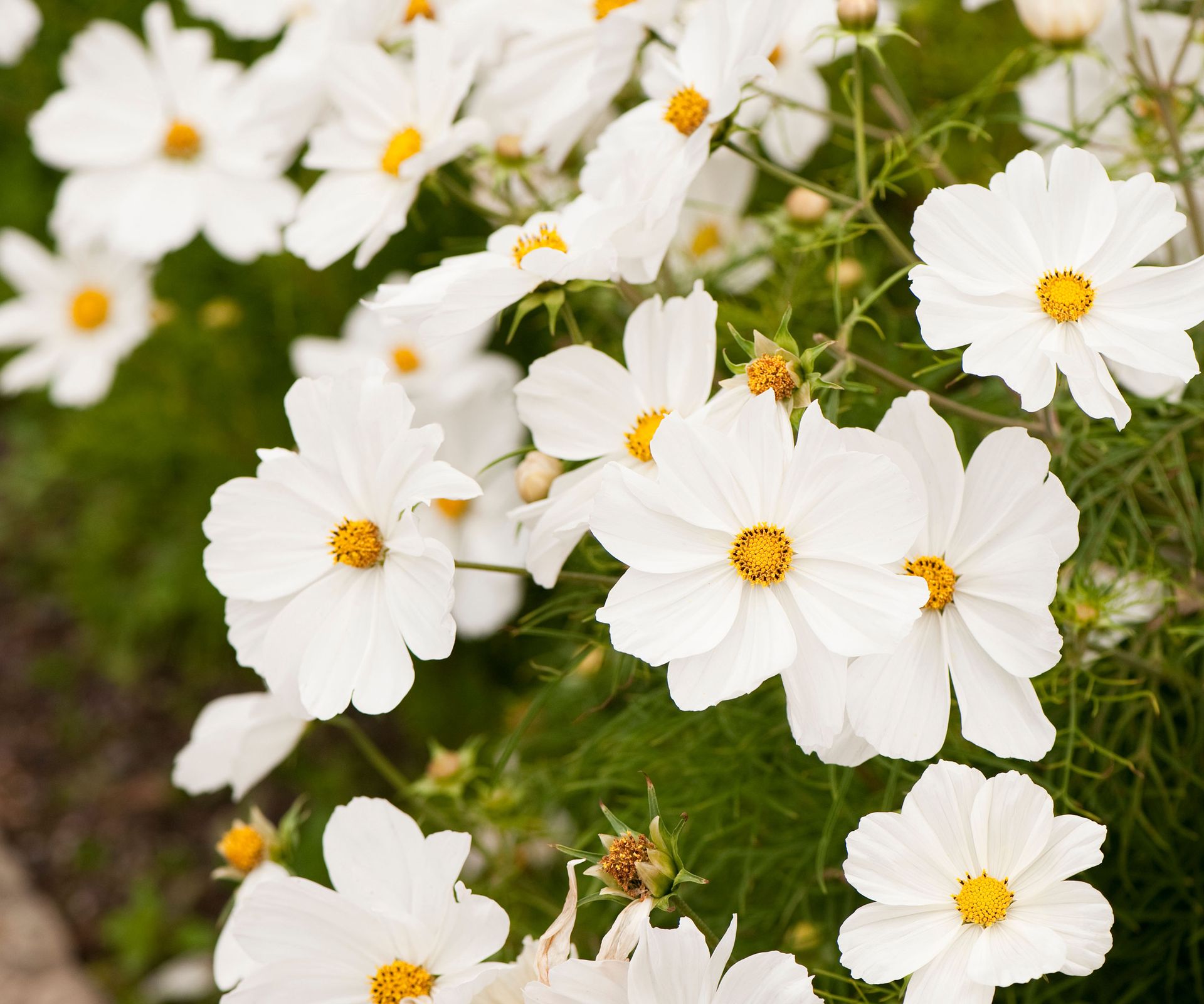 Cosmos bipinnatus 'Purity'