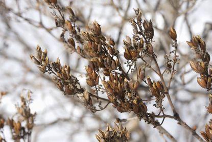 Lilac Seeds