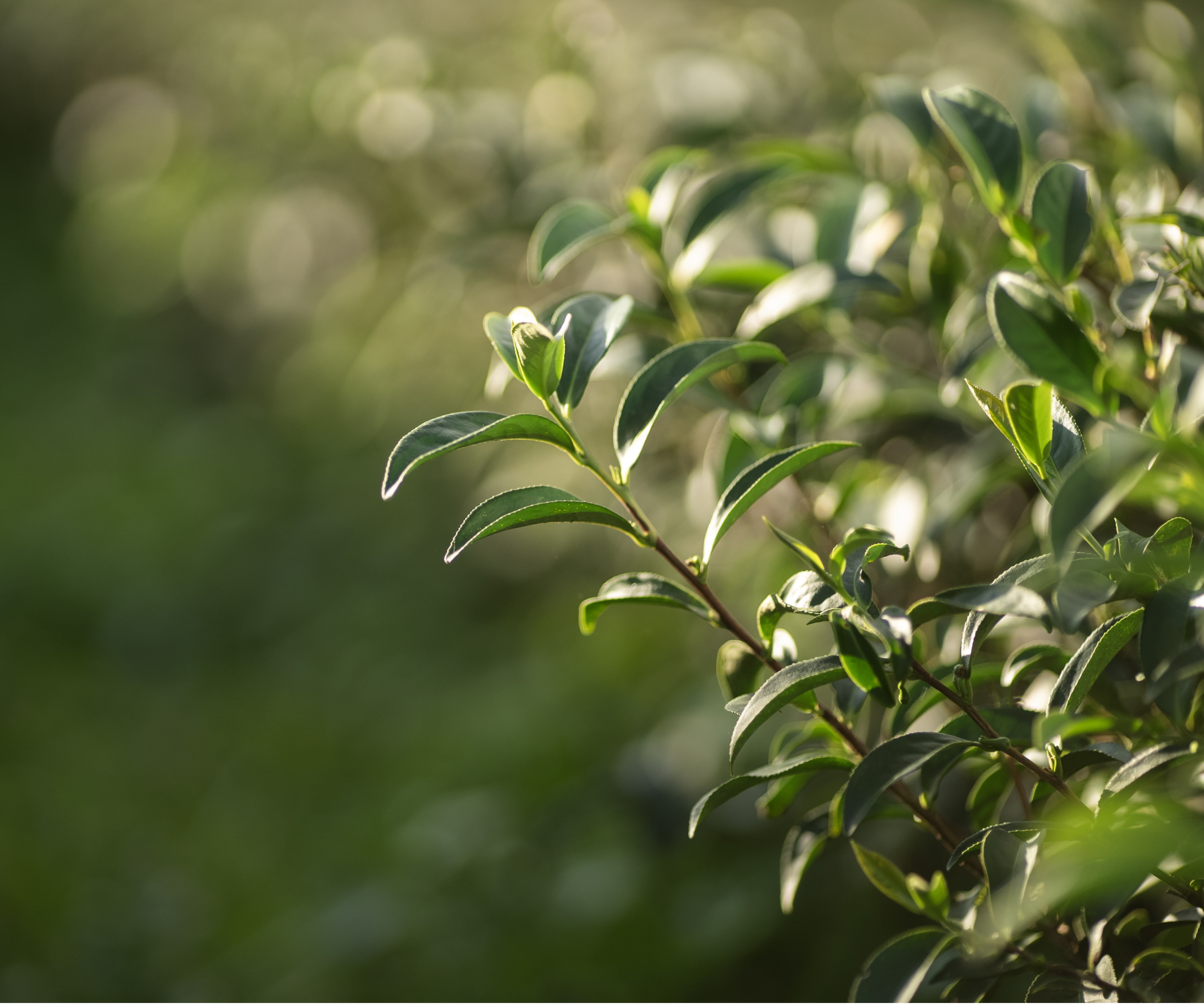 Ficus leaves