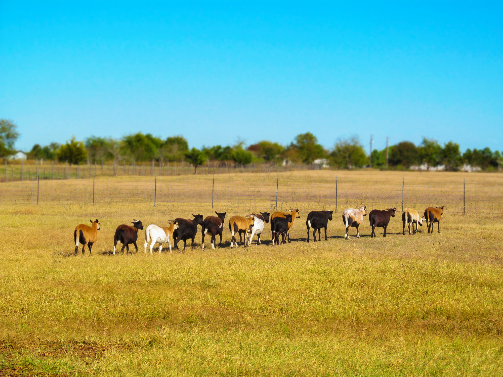 Herd of goats, sheep, and farm animals on a Texas ranch.