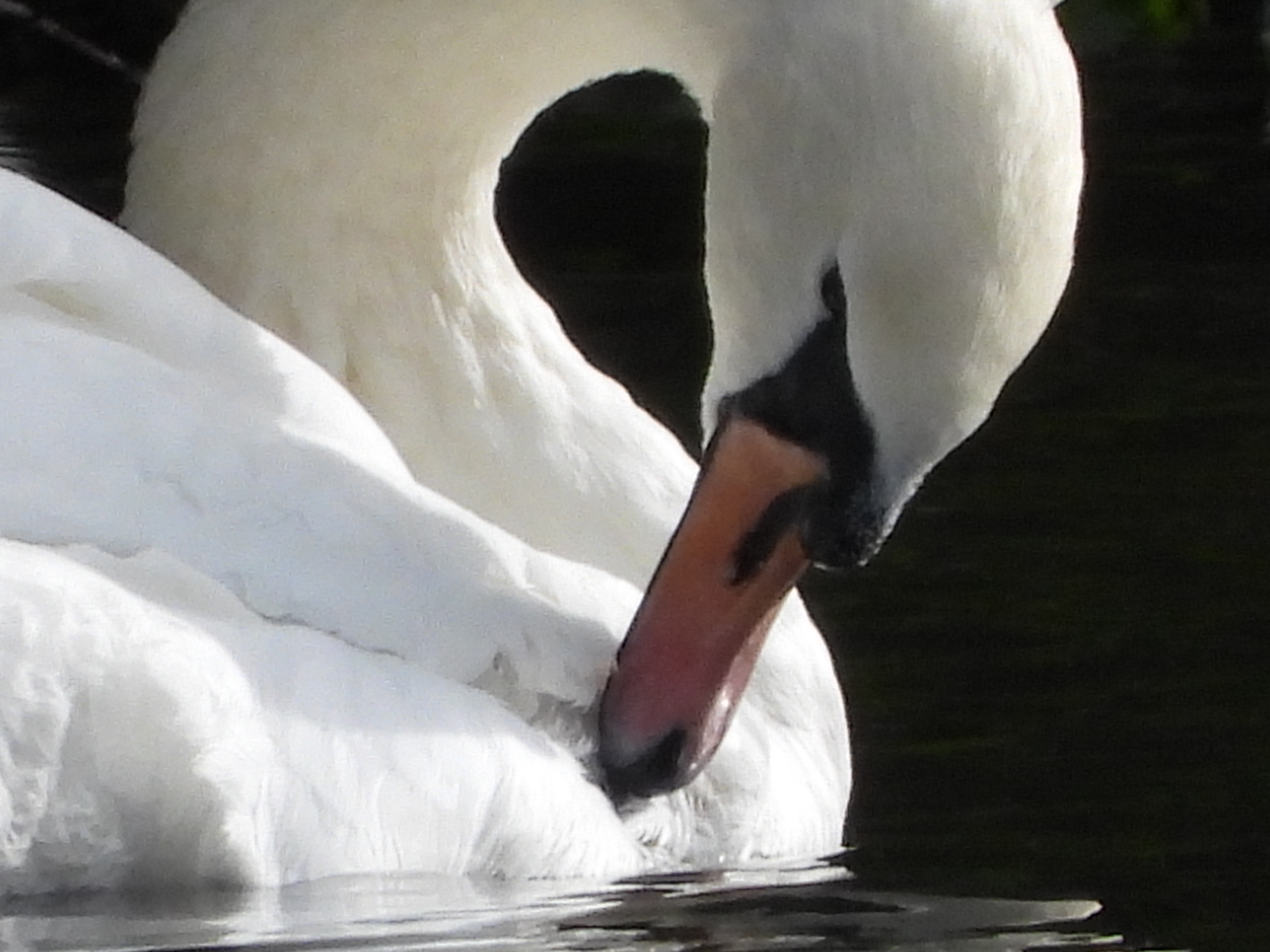 A photo taken on a Nikon Coolpix P1100 camera