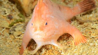 Technical scuba divers found a rare pink handfish hidden among the wreckage of the SS Tasman.