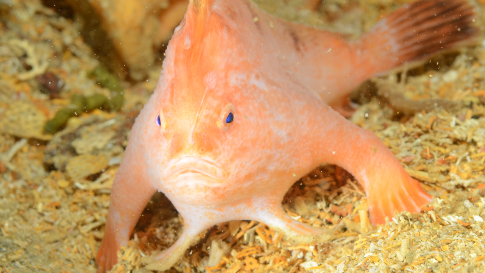  Watch rare endangered pink handfish walking in 19th-century shipwreck off Tasmania 