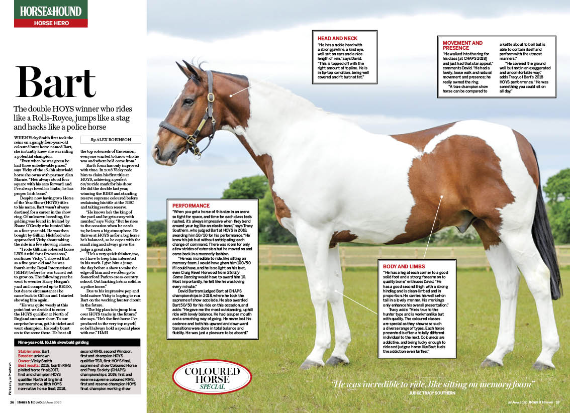FT 2pp Horse hero coloured horse