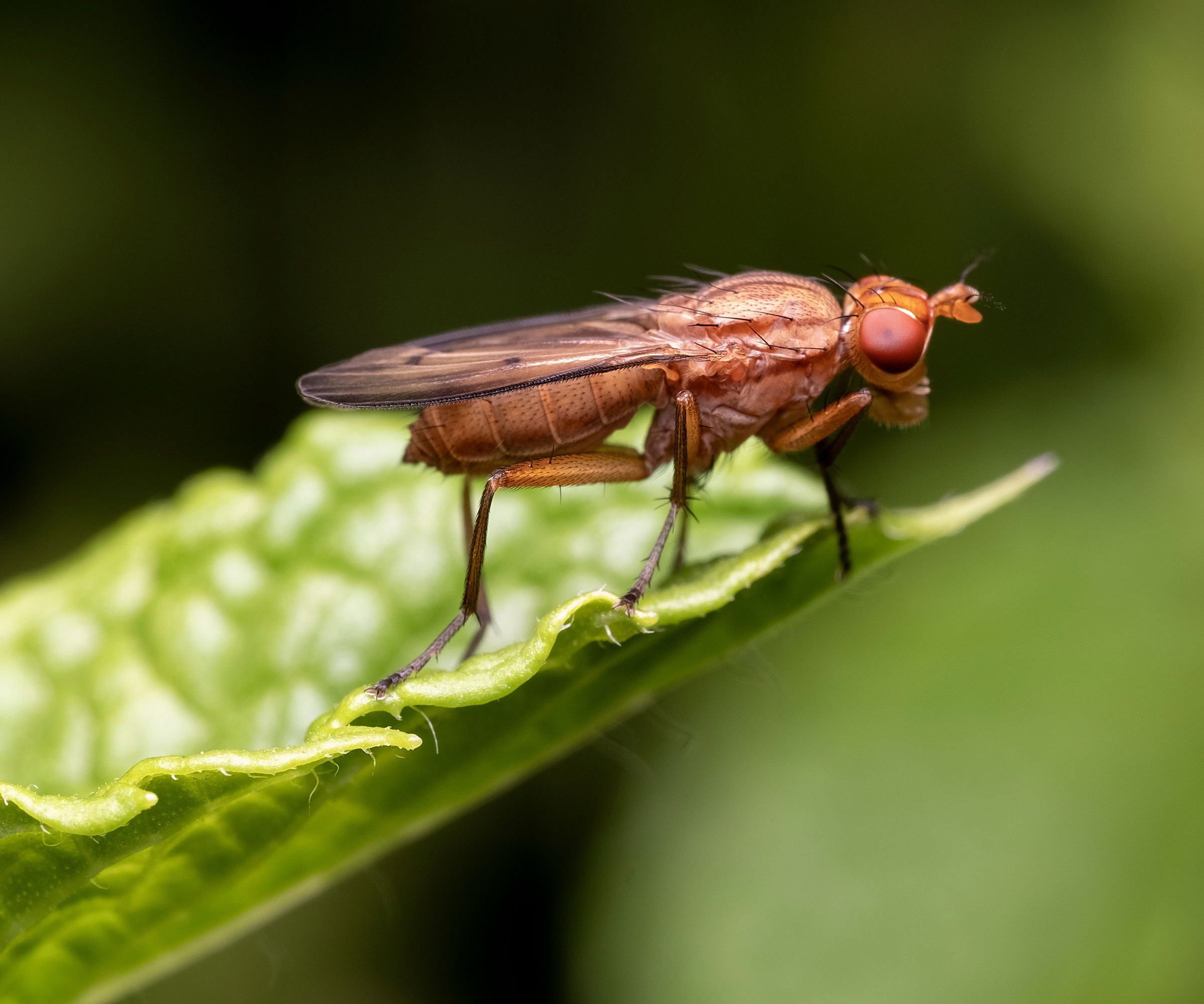 spotted wing drosophila on leaf in detail