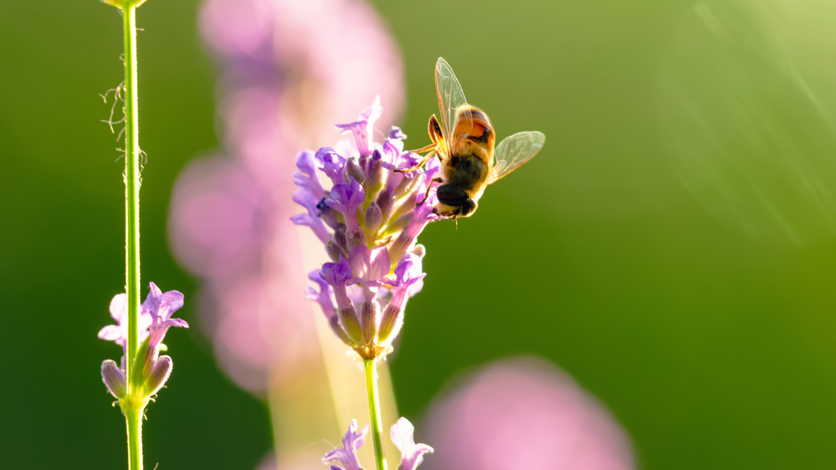 Our Gardens Can Be Lifelines For Wildlife During A Heatwave – Here Are 5 Simple Things I'm Doing