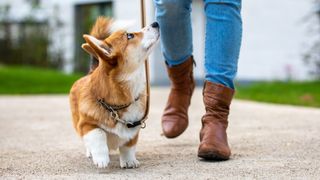 corgi walking on a loose leash