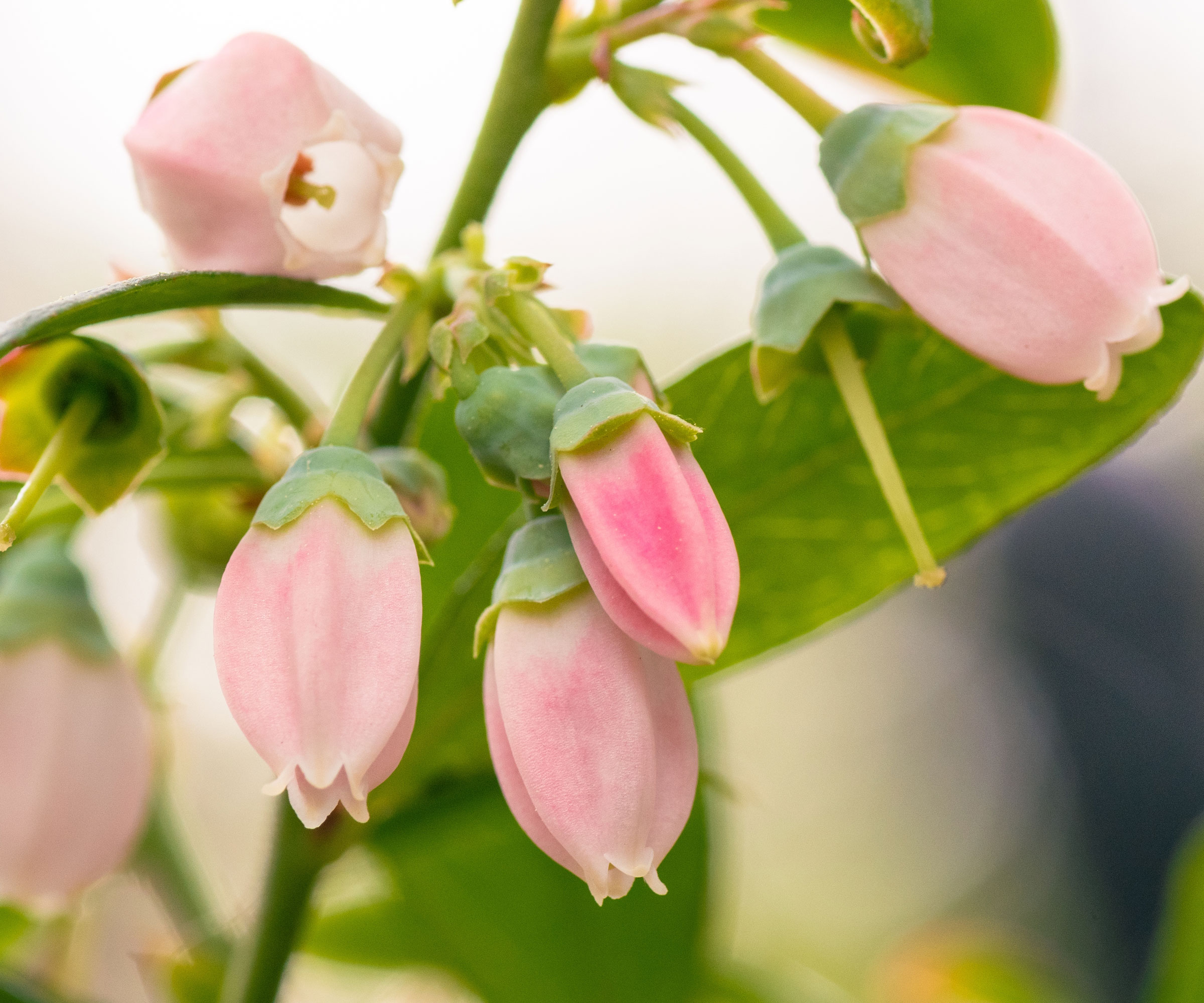 pink blueberry flowers developing on plant