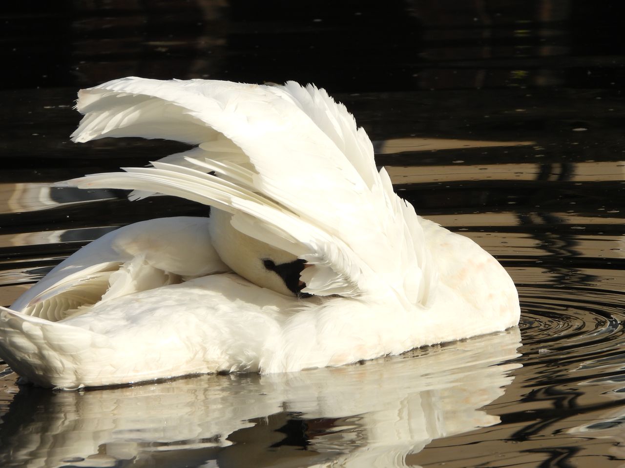 A photo taken on a Nikon Coolpix P1100 digital camera