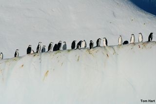 Chinstrap penguins resting on an iceberg