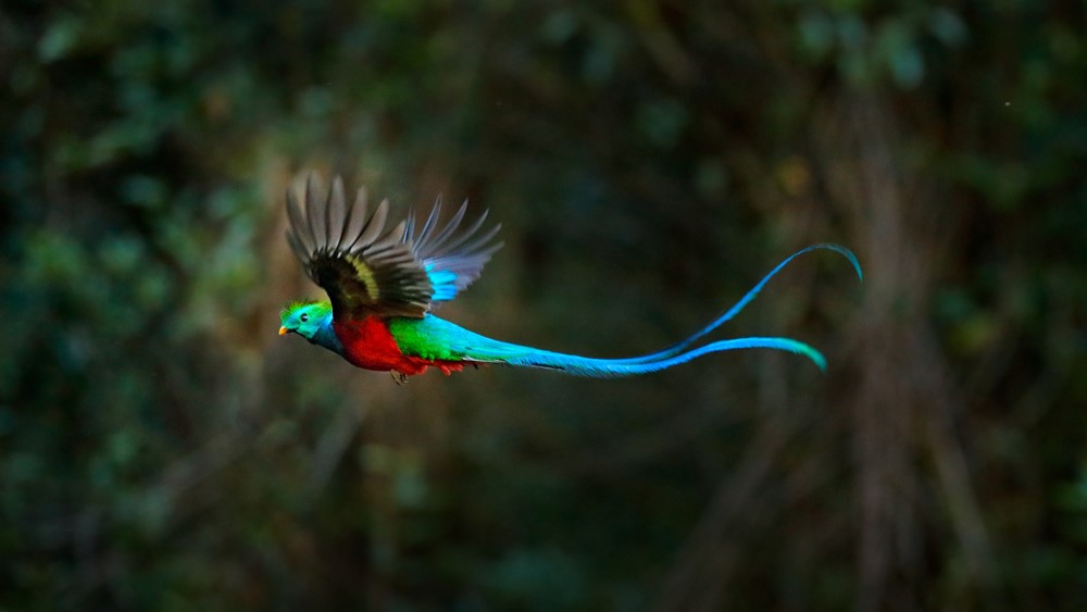 A flying resplendent quetzal with its blue tail feathers unfurled.