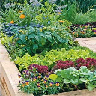 Raised bed in an allotment planted with vegetables and herbs