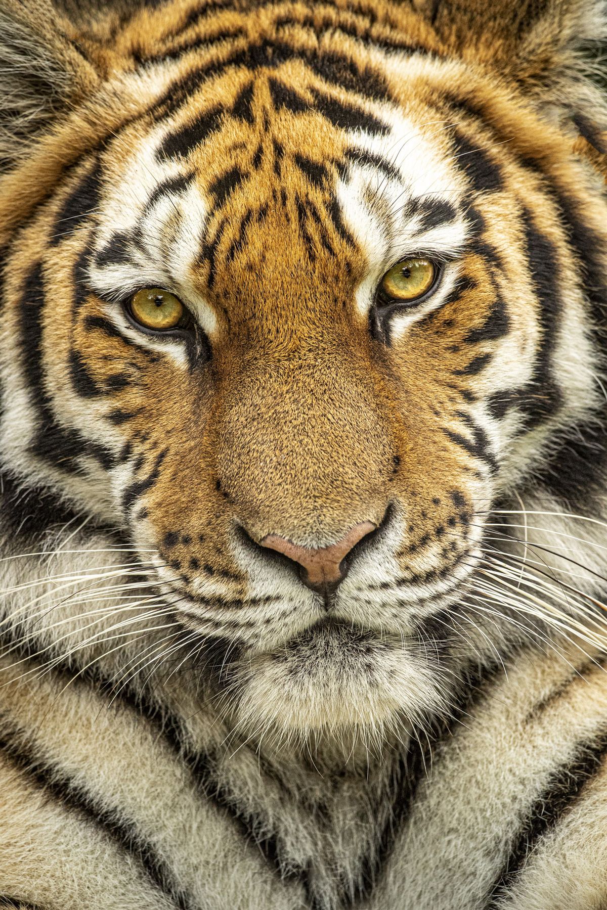 Wildlife