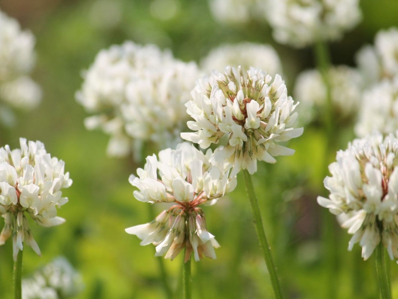 White clover flowers