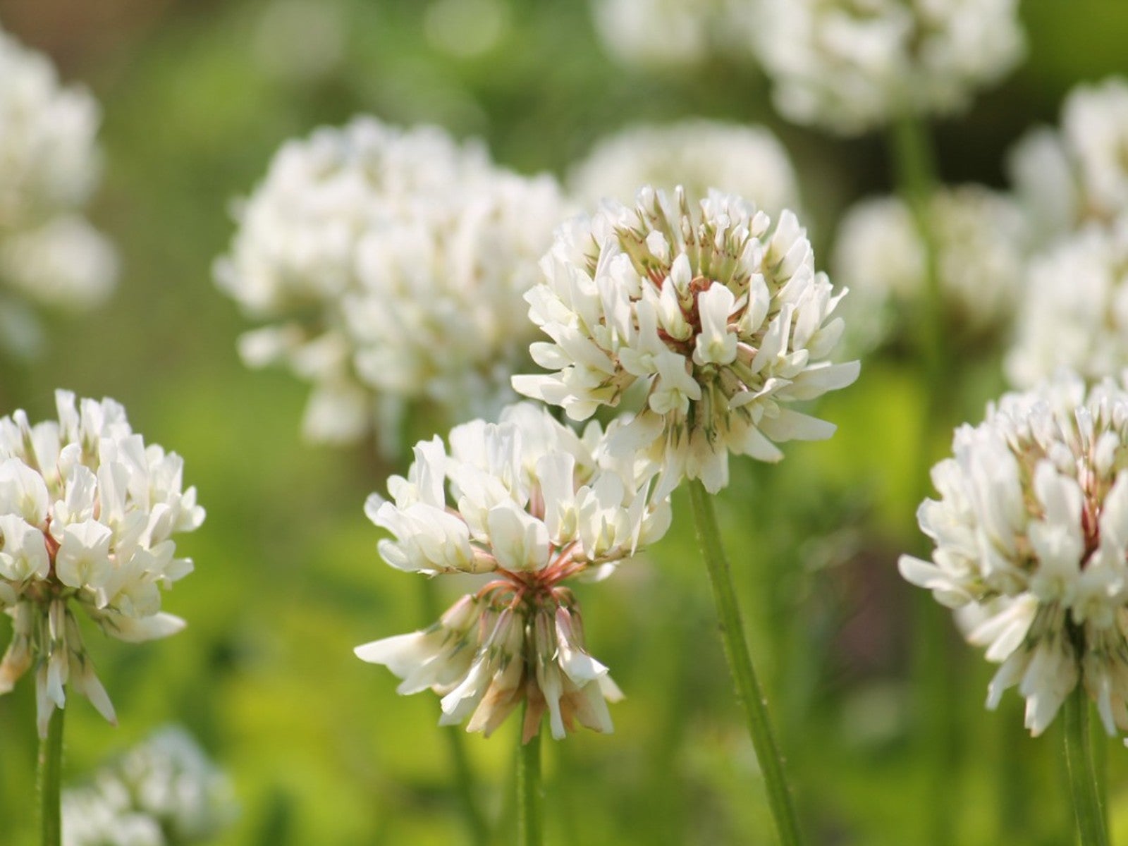 8 Common Plants With Little White Flowers in Grass