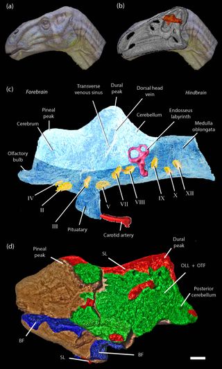 Illustrating the biological context for the brain tissue, the researchers detail what part of the dinosaur's brain the tissue came from. Based on the structures seen in the fossilized brain, the researchers said it is consistent with modern reptiles.