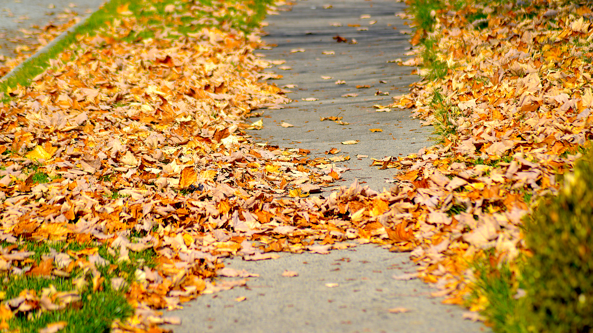 fallen leaves on sidewalk