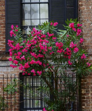 Pink oleander blooming in old Savannah.