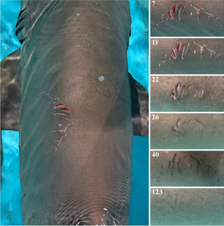 Collage of pictures showing bite marks on the back of a female sand tiger shark. To the right, a series of images shows the gradual healing of the wounds.