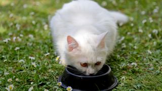 A white cat drinking from a bowl outside