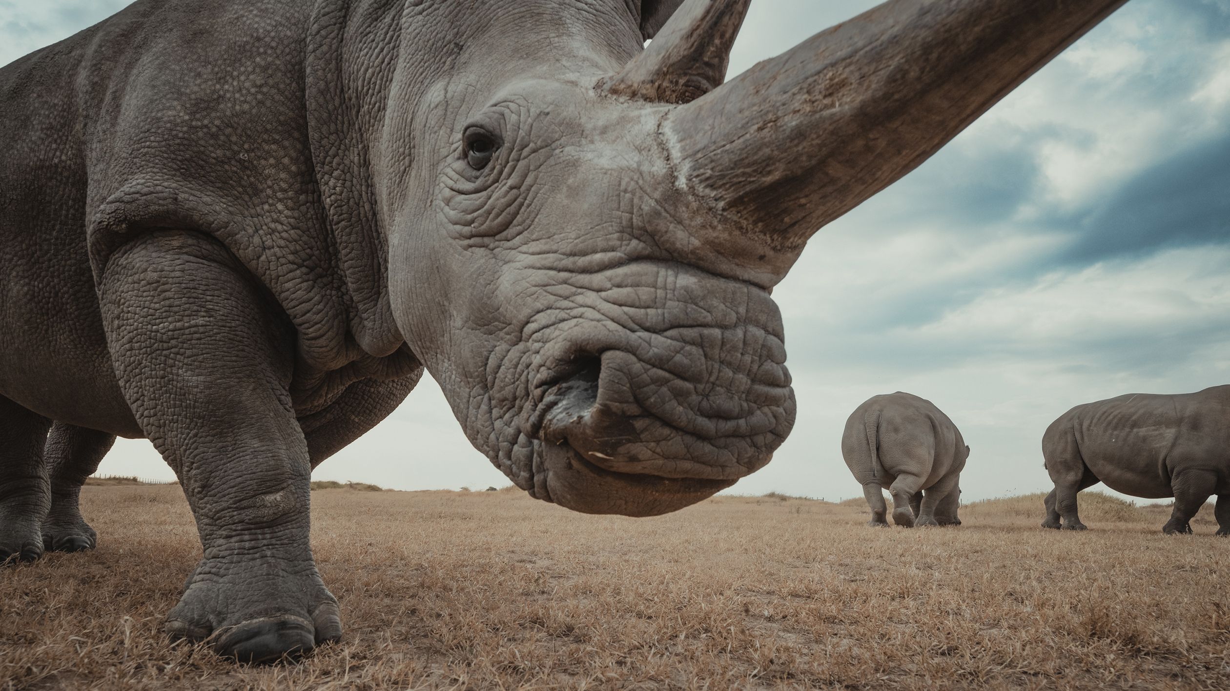 Mital Patel's Photography Documents Northern White Rhino Guardianship