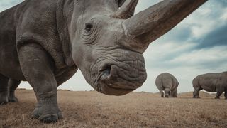 Mital Patel spent years photographing the two remaining northern white rhinos on Earth. Yet his work isn't just about animals; it tells us a lot about humans, too