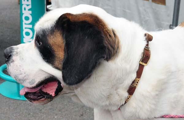 Every Swiss race needs a Saint Bernard
