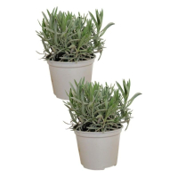Pack of 2 Large Lavender Herb Plants: £16.99 | Amazon&nbsp;