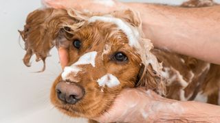 A ginger cocker spaniel covered in suds, a man's arms and hands are visible washing the dog