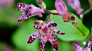 Japanese Toad Lily