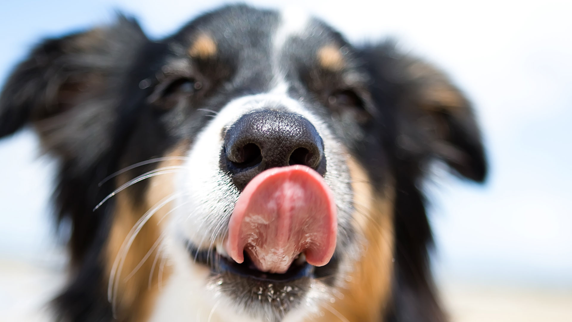 what does a dogs tongue feel like