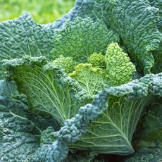 fresh and ready for harvest savoy cabbage
