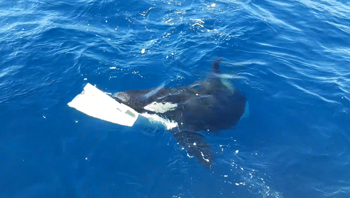 A juvenile orca swims away from the yacht with a large piece of fiberglass from the rudder in its mouth.